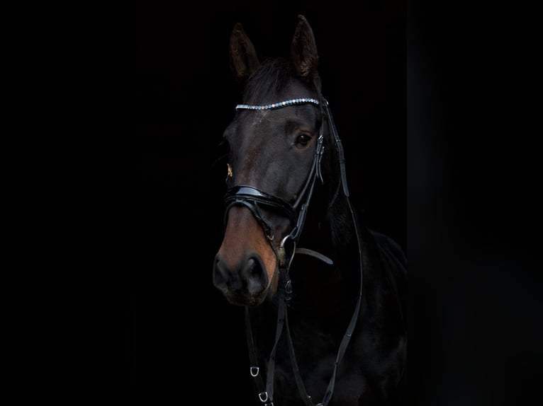 Französischer Traber Wallach 7 Jahre 168 cm Dunkelbrauner in Arnhem