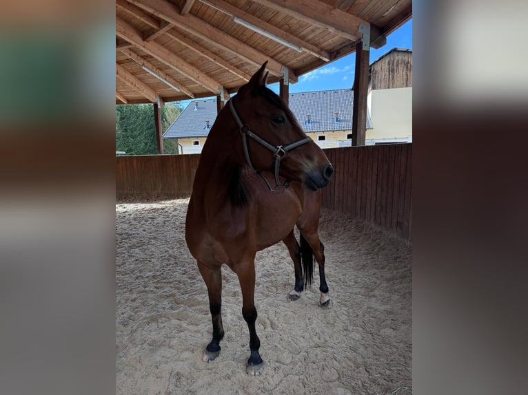 Französischer Traber Mix Wallach 8 Jahre 150 cm Brauner in Miesenbach