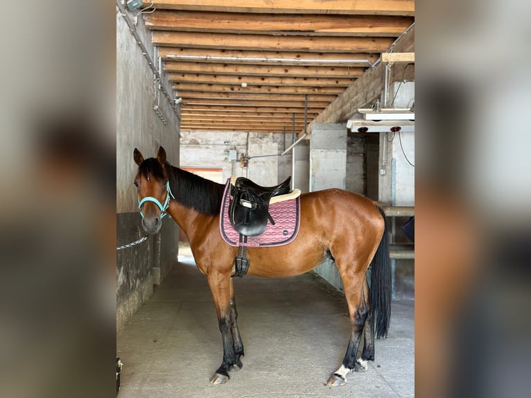 Französischer Traber Mix Wallach 8 Jahre 150 cm Brauner in Miesenbach