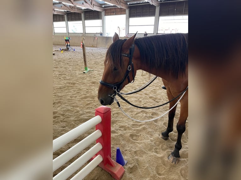 Französischer Traber Mix Wallach 8 Jahre 150 cm Brauner in Miesenbach