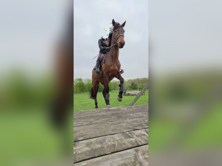 Französischer Traber Wallach 8 Jahre 160 cm Brauner in Breteuil