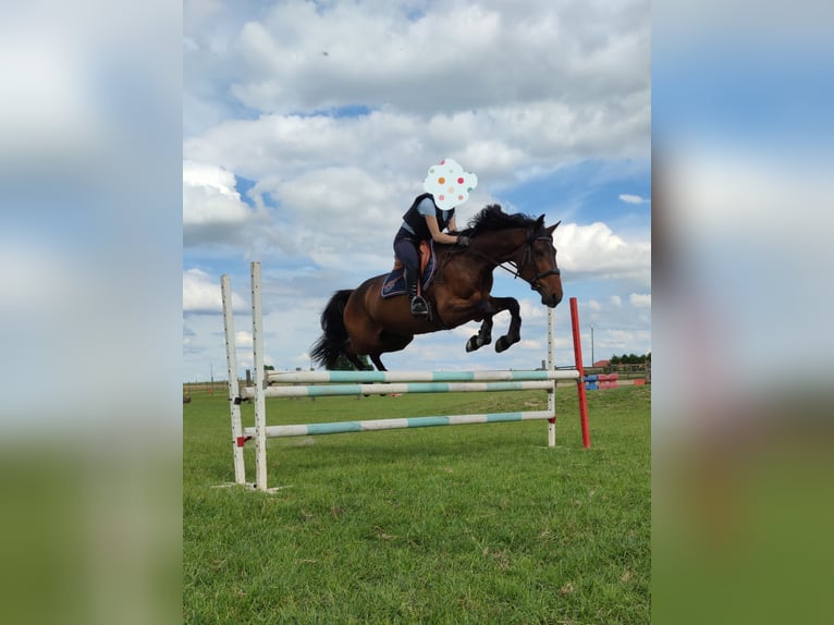 Französischer Traber Wallach 8 Jahre 160 cm Brauner in Breteuil