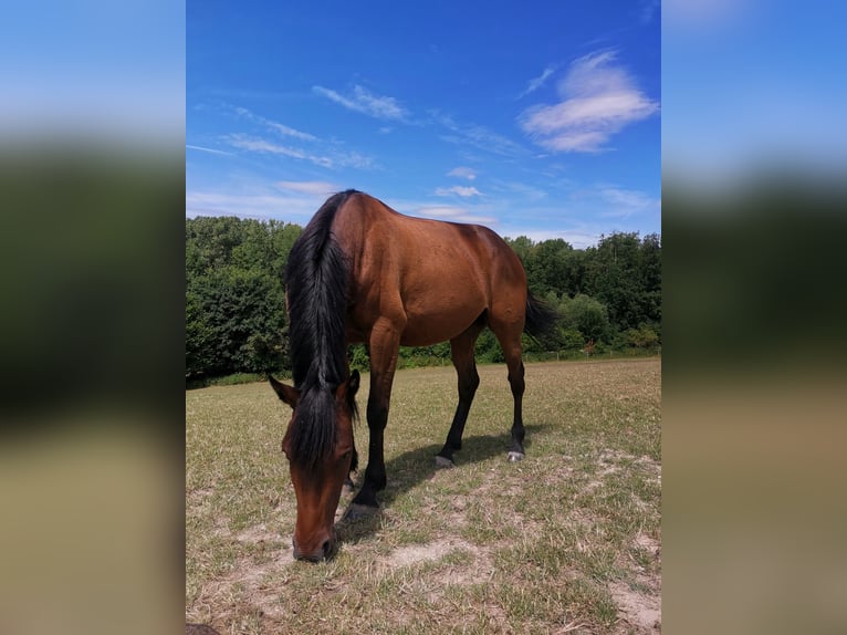 Französischer Traber Wallach 8 Jahre 160 cm Brauner in Breteuil