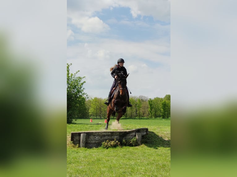 Französischer Traber Wallach 8 Jahre 160 cm Brauner in Breteuil