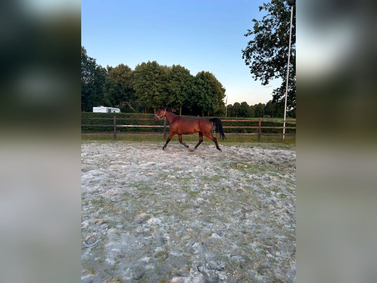 Französischer Traber Wallach 8 Jahre 160 cm Brauner in Annerveenschekanaal
