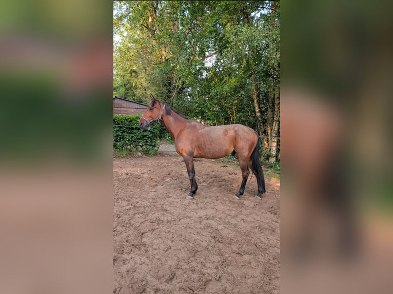 Französischer Traber Wallach 8 Jahre 160 cm Brauner in Annerveenschekanaal