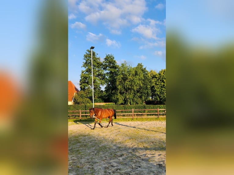 Französischer Traber Wallach 8 Jahre 160 cm Brauner in Annerveenschekanaal
