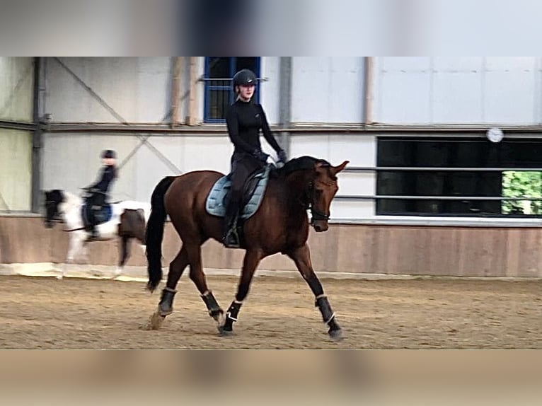 Französischer Traber Wallach 8 Jahre 168 cm Brauner in Odelzhausen