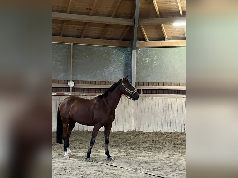 Französischer Traber Wallach 8 Jahre 168 cm Brauner in Odelzhausen