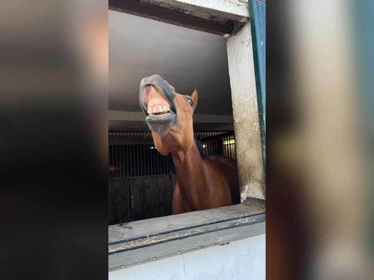 Französischer Traber Wallach 8 Jahre 168 cm Brauner in Odelzhausen