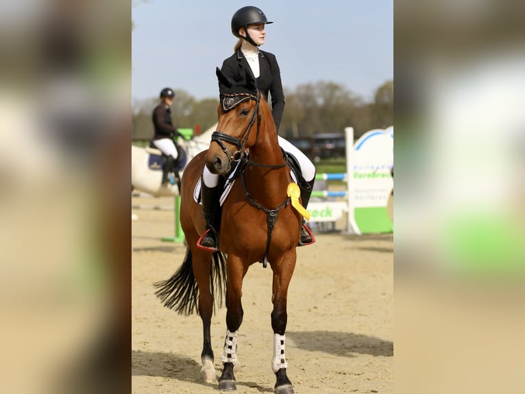 Französischer Traber Wallach 8 Jahre 168 cm Brauner in Odelzhausen