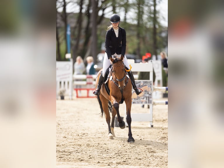 Französischer Traber Wallach 8 Jahre 168 cm Brauner in Odelzhausen