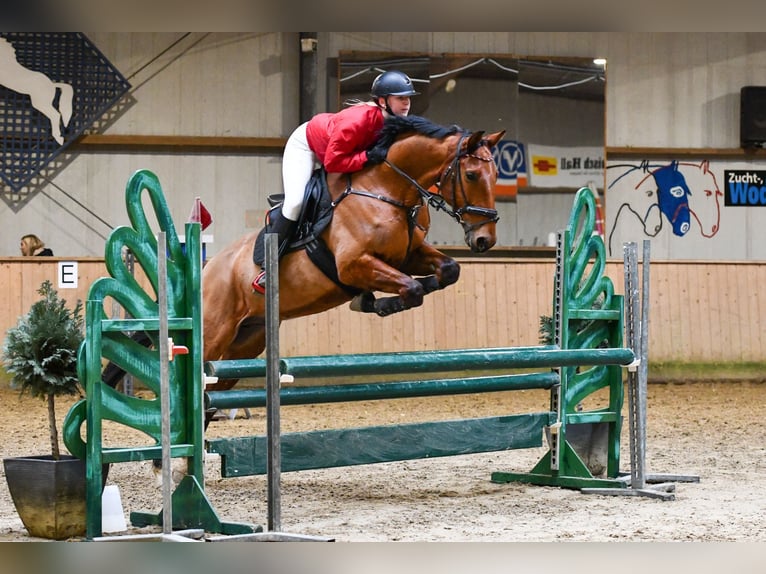 Französischer Traber Wallach 8 Jahre 168 cm Brauner in Odelzhausen