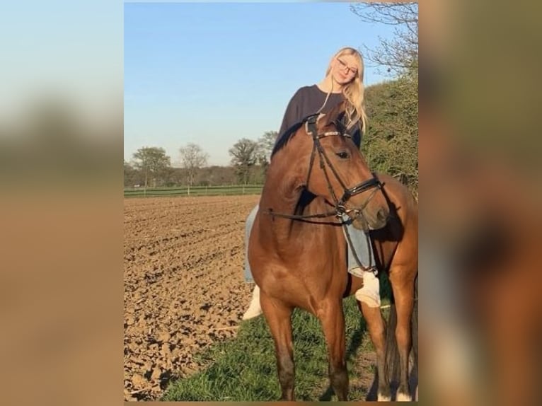 Französischer Traber Wallach 8 Jahre 168 cm Brauner in Odelzhausen