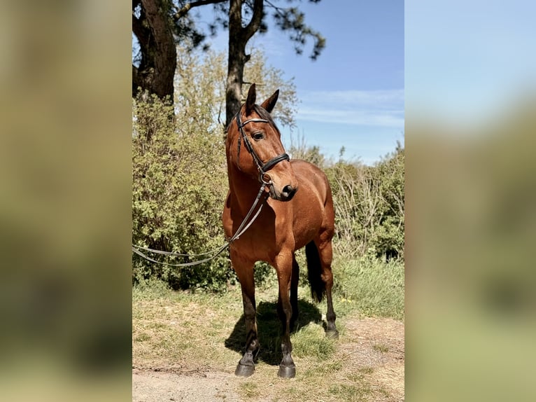 Französischer Traber Wallach 8 Jahre 170 cm Brauner in Pelmberg