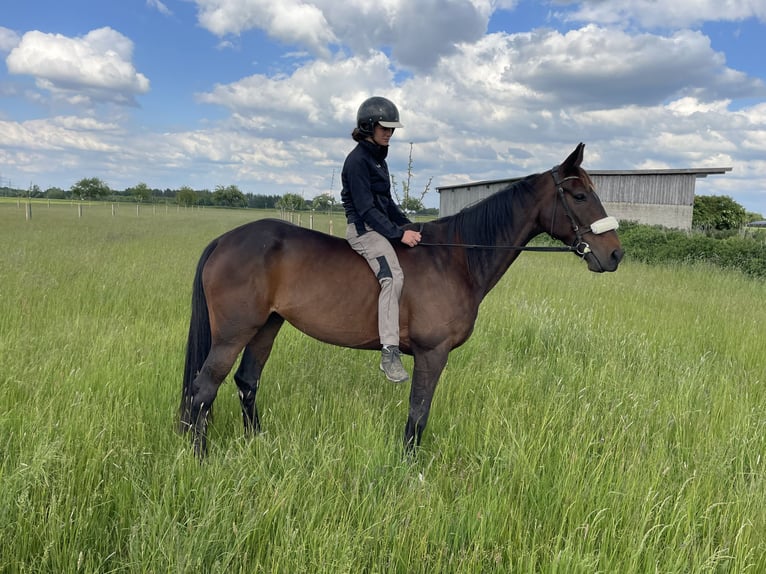 Französischer Traber Wallach 8 Jahre 170 cm Brauner in Kaufering