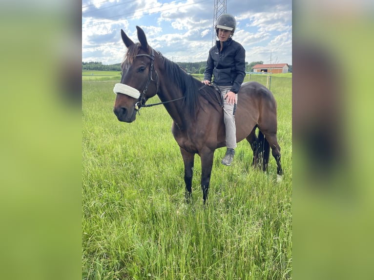Französischer Traber Wallach 8 Jahre 170 cm Brauner in Kaufering