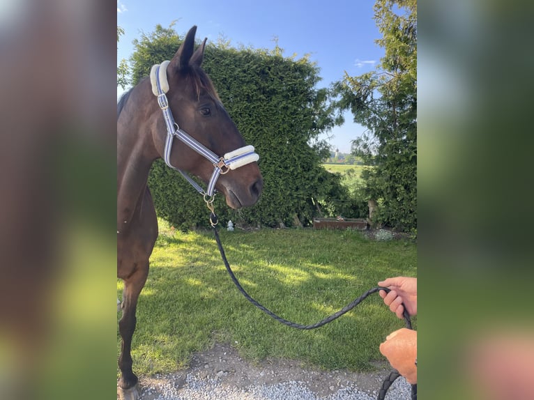 Französischer Traber Wallach 8 Jahre 170 cm Brauner in Kaufering