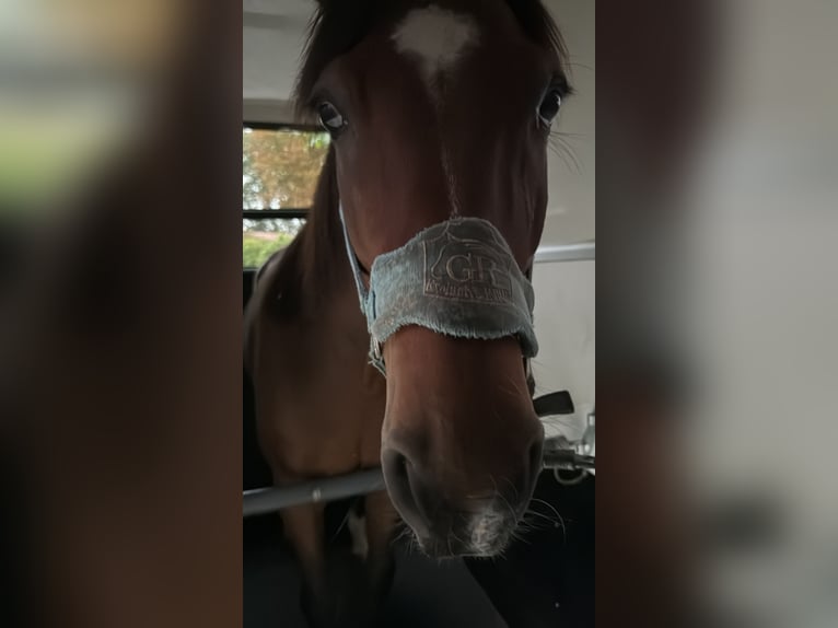 Französischer Traber Wallach 8 Jahre 170 cm Brauner in Verl