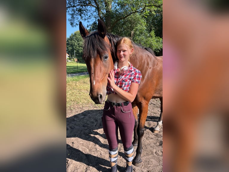 Französischer Traber Wallach 8 Jahre 170 cm Brauner in Verl