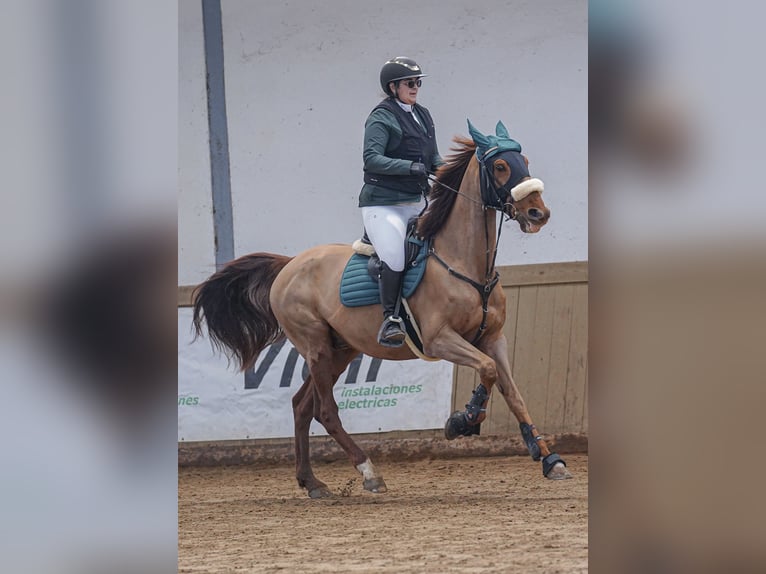 Französischer Traber Wallach 8 Jahre 172 cm Fuchs in Santander