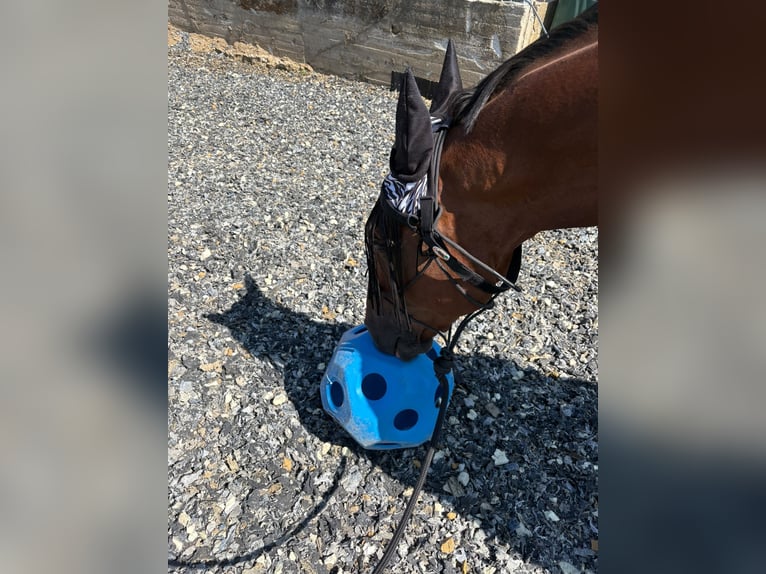 Französischer Traber Wallach 9 Jahre 160 cm Brauner in Oberviechtach