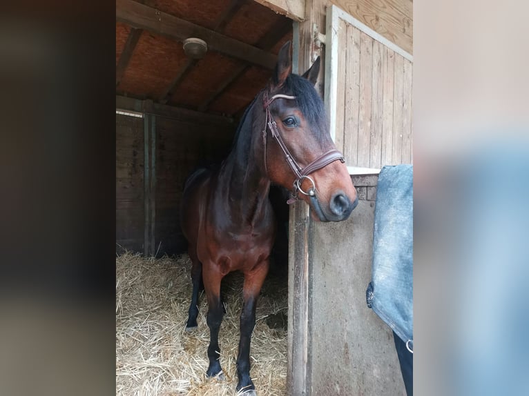 Französischer Traber Wallach 9 Jahre 160 cm in Breteuil