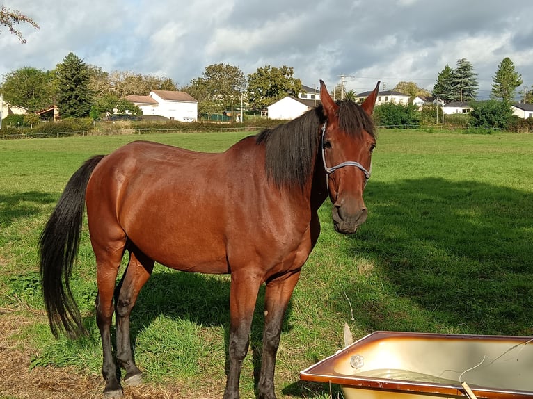 Französischer Traber Wallach 9 Jahre 162 cm Brauner in Saint Rémy en Rollat