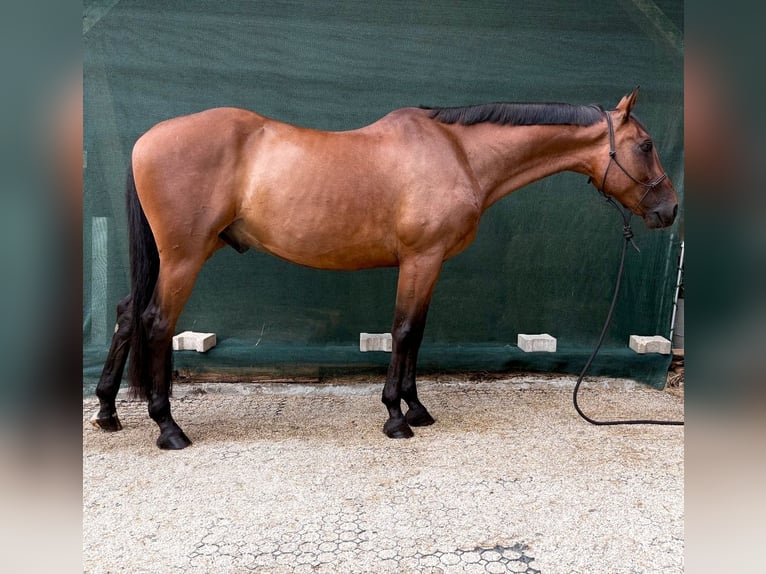 Französischer Traber Wallach 9 Jahre 163 cm Brauner in Oberviechtach
