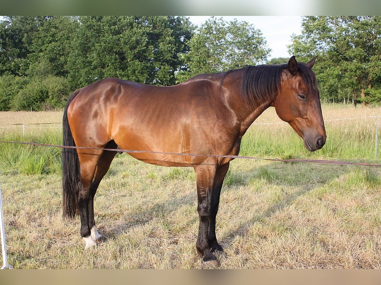 Französischer Traber Wallach 9 Jahre 165 cm Brauner in Wistedt