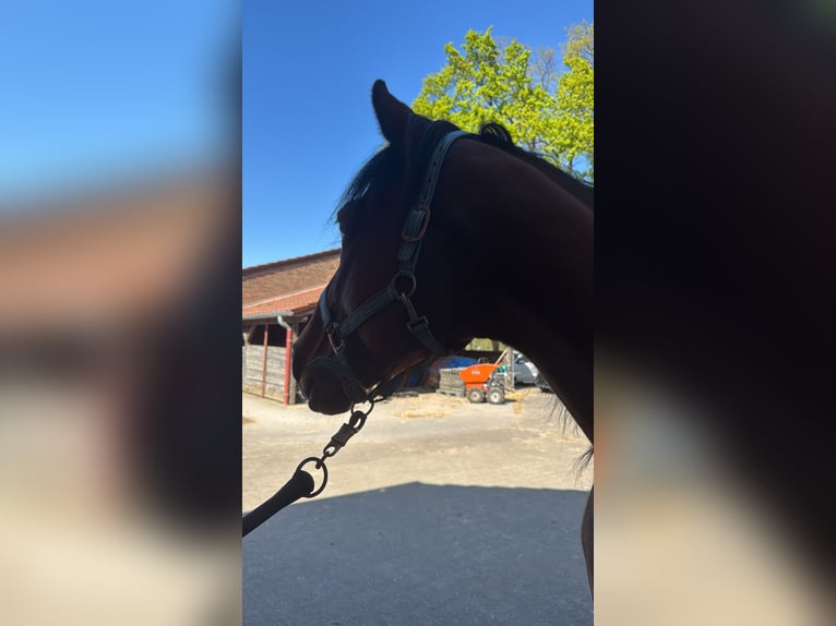 Französischer Traber Wallach 9 Jahre 168 cm Brauner in Verl