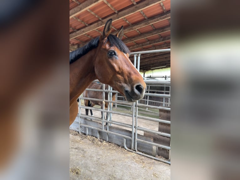 Französischer Traber Wallach 9 Jahre 168 cm Brauner in Verl