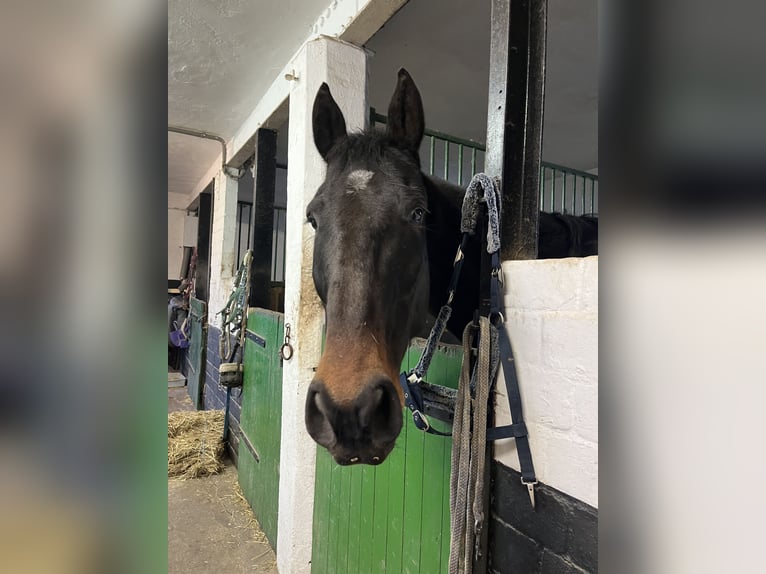 Französischer Traber Wallach 9 Jahre 168 cm Dunkelbrauner in Essen