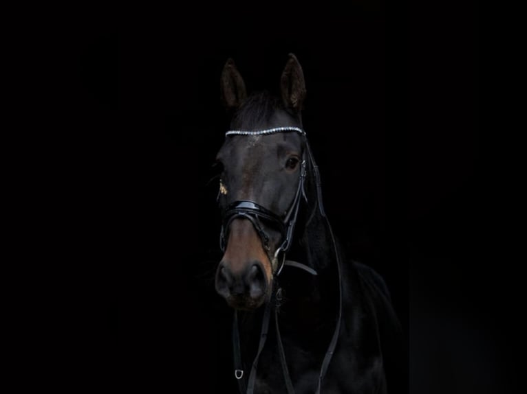 Französischer Traber Wallach 9 Jahre 168 cm Dunkelbrauner in Essen