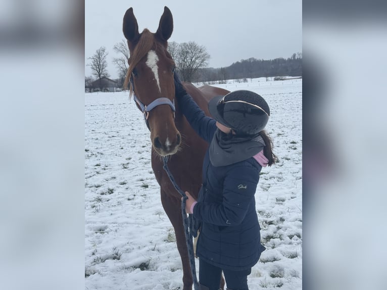 Französischer Traber Wallach 9 Jahre 168 cm Fuchs in Bruckmühl