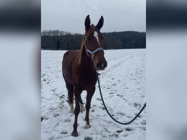 Französischer Traber Wallach 9 Jahre 168 cm Fuchs in Bruckmühl