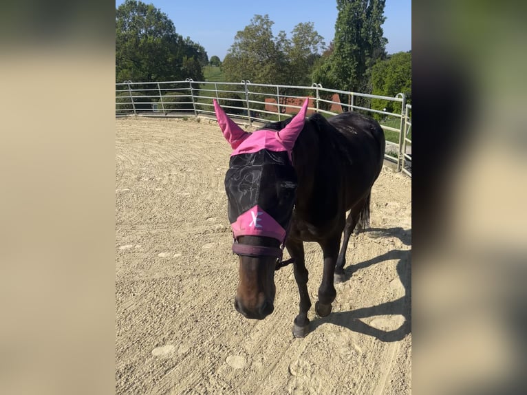 Französischer Traber Wallach 9 Jahre 169 cm Dunkelbrauner in Heiligenhaus