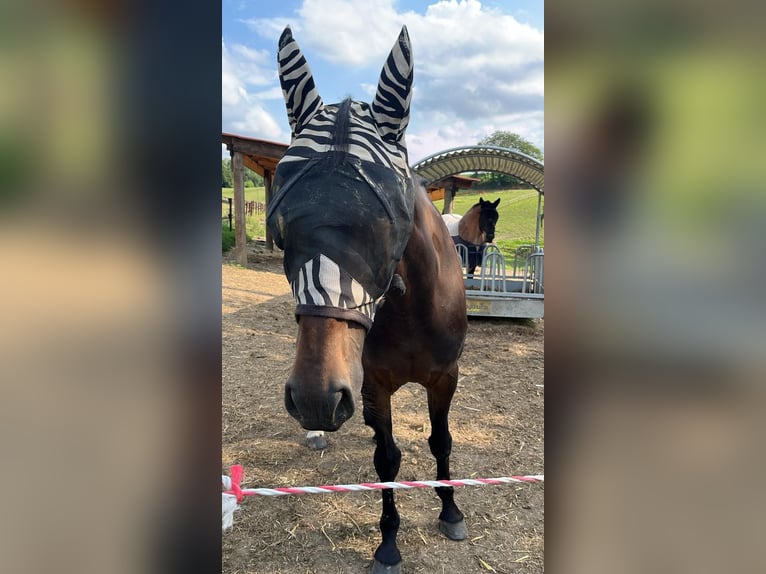 Französischer Traber Wallach 9 Jahre 169 cm Dunkelbrauner in Heiligenhaus