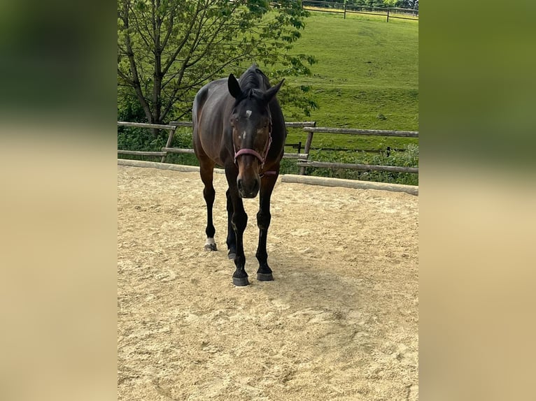 Französischer Traber Wallach 9 Jahre 169 cm Dunkelbrauner in Heiligenhaus