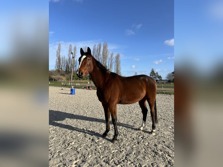 Französischer Traber Wallach 9 Jahre 175 cm Brauner in avoine