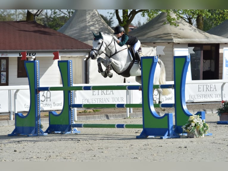 Französisches Reitpony Hengst 11 Jahre 149 cm Schimmel in milano