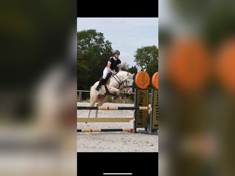 Französisches Reitpony Hengst 12 Jahre 151 cm Cremello in La Genetouze