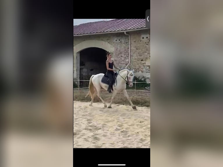 Französisches Reitpony Hengst 12 Jahre 151 cm Cremello in La Genetouze