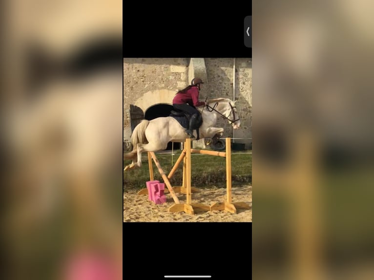 Französisches Reitpony Hengst 12 Jahre 151 cm Cremello in La Genetouze