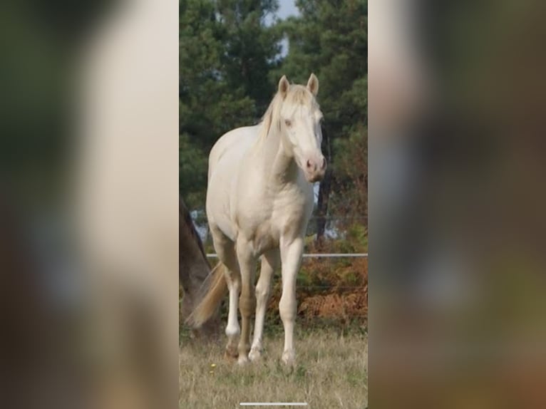 Französisches Reitpony Hengst 12 Jahre 151 cm Cremello in La Genetouze
