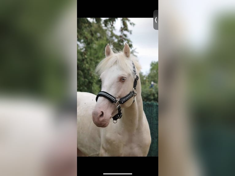Französisches Reitpony Hengst 12 Jahre 151 cm Cremello in La Genetouze