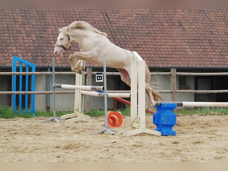 Französisches Reitpony Hengst 12 Jahre 151 cm Cremello in LA GENETOUZE