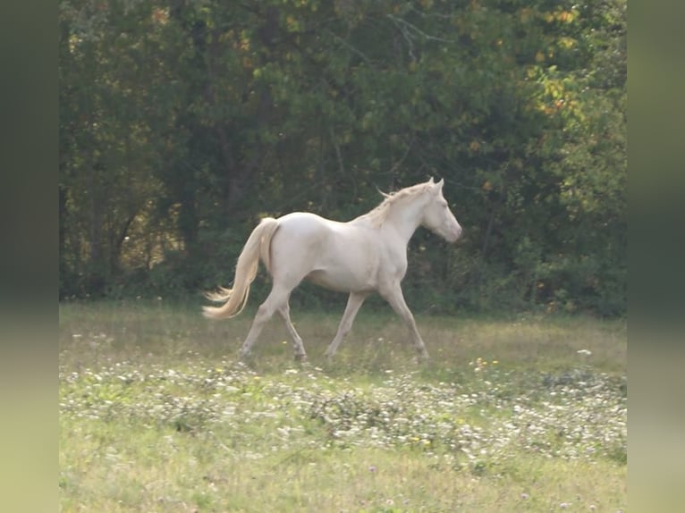 Französisches Reitpony Hengst 12 Jahre 151 cm Cremello in LA GENETOUZE