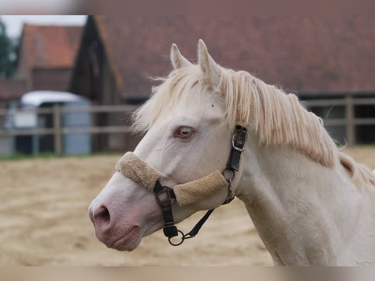 Französisches Reitpony Hengst 12 Jahre 151 cm Cremello in LA GENETOUZE