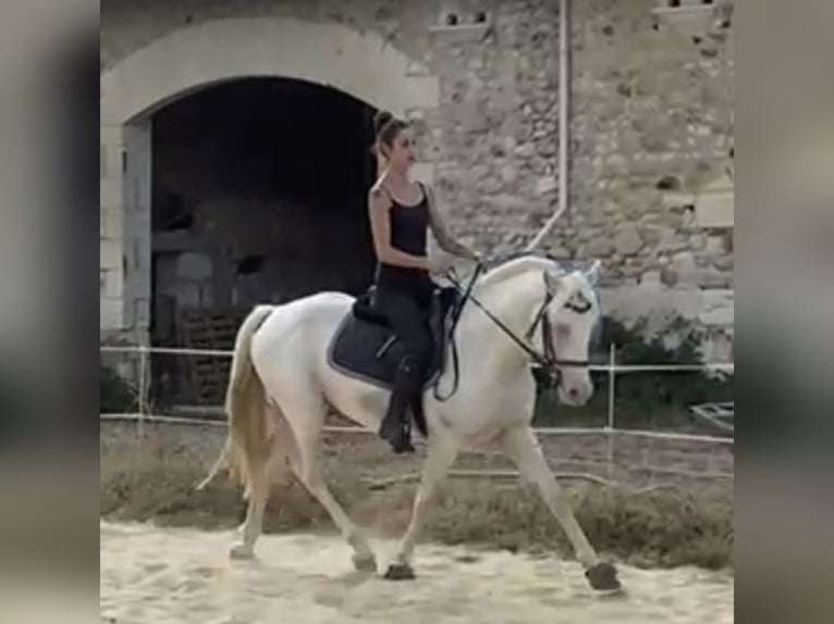Französisches Reitpony Hengst 12 Jahre 151 cm Cremello in LA GENETOUZE